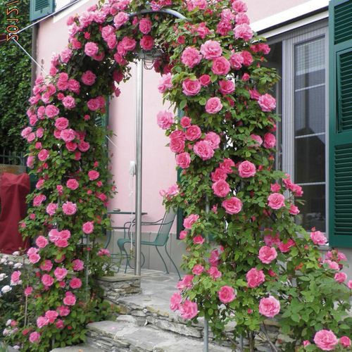 Rosen Gärtnerei - kletterrosen - rosa - Rosa Zéphirine Drouhin - stark duftend - Bizot - Diese wiederblühende Bourbon-Rose heißt auch dornenlose Rose, weil ihre bordeaux-lila Triebe so gut wie keine Dornen haben.